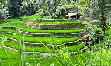 Ankara’dan Bali Ubud Turu