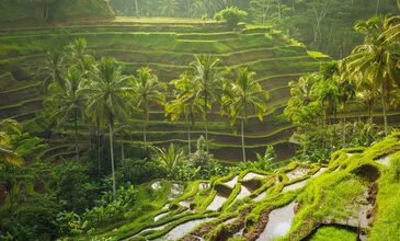 Balı & Ubud Turu Singapur Havayolları Ile